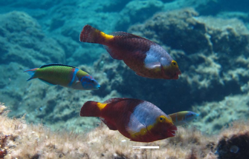 Sparisoma cretense (Pesce pappagallo mediterraneo)